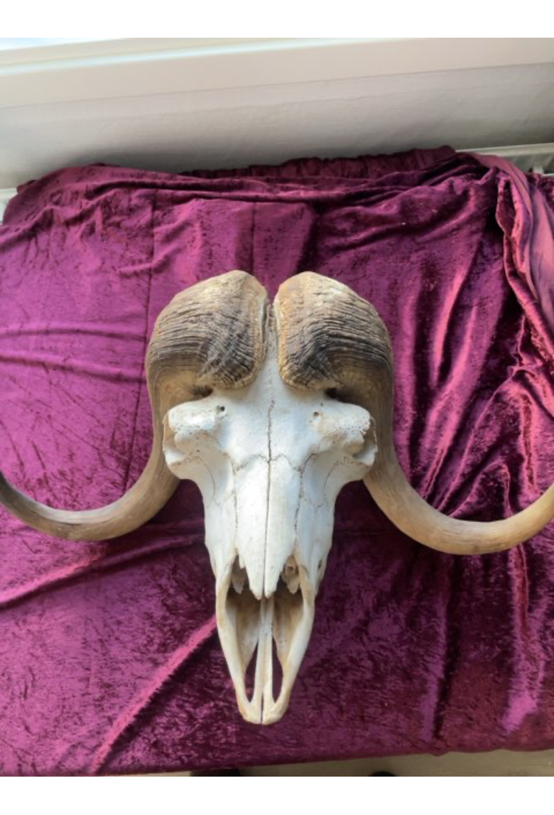Dyr Kranie ( Moflon )