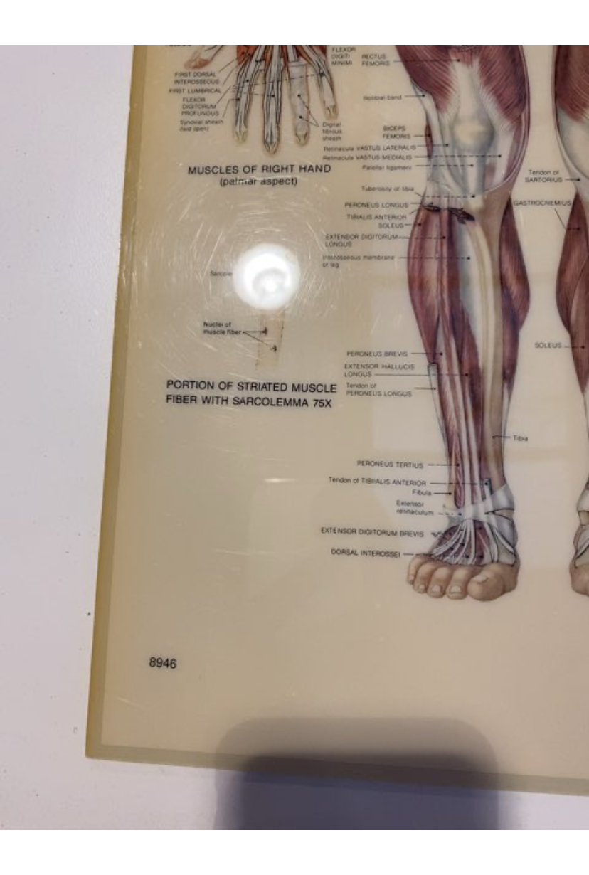 Muskulære system