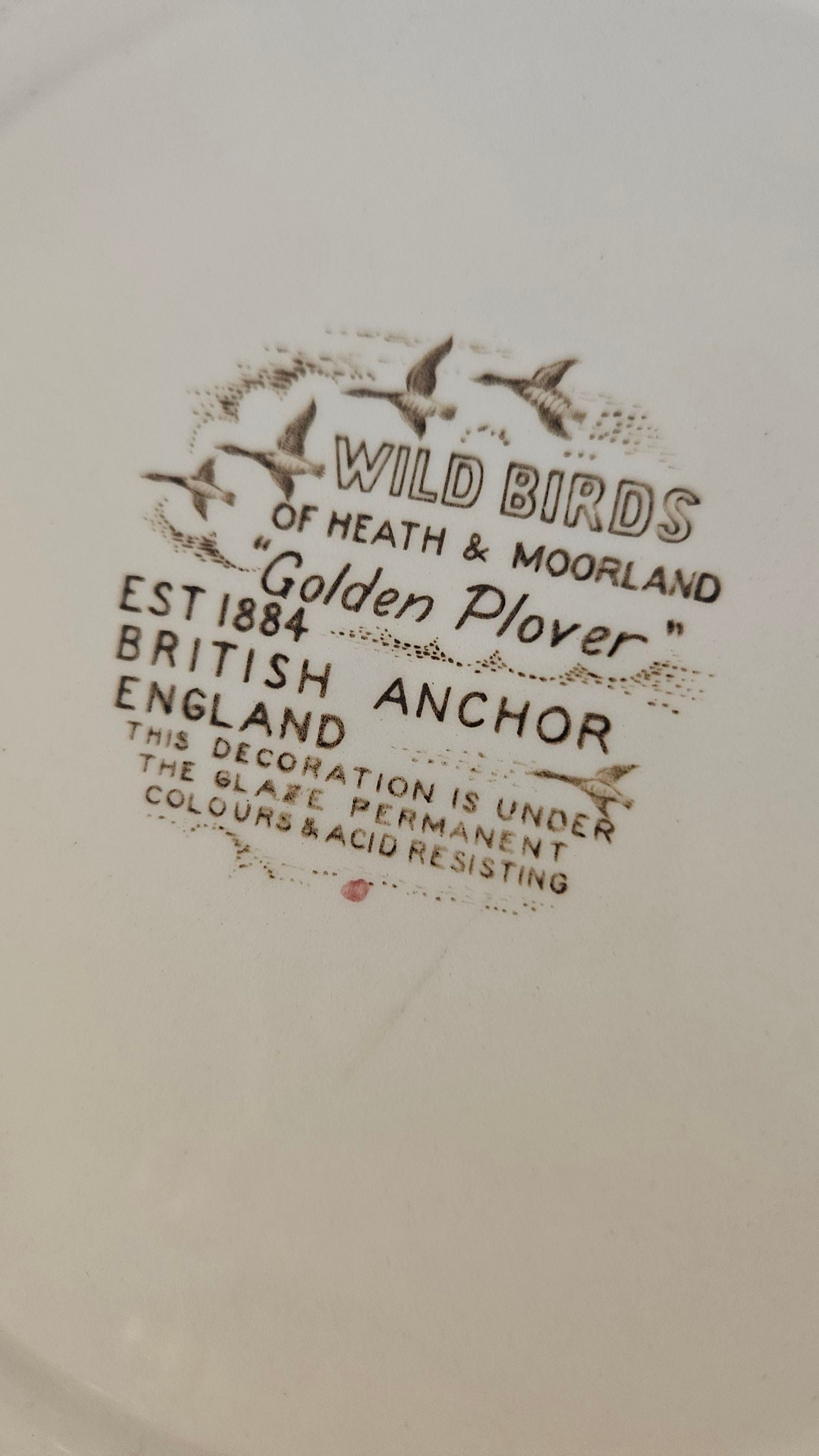 Golden Plover