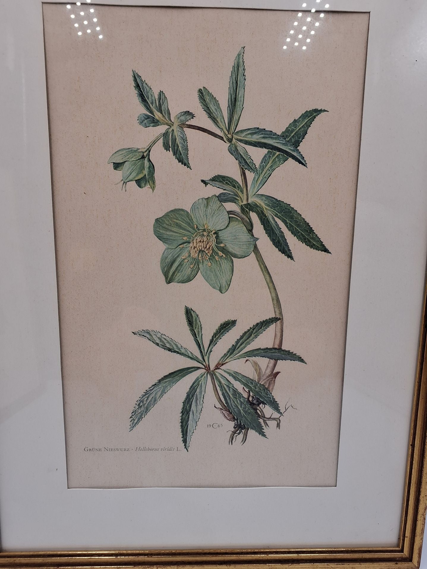 Historisk Flora