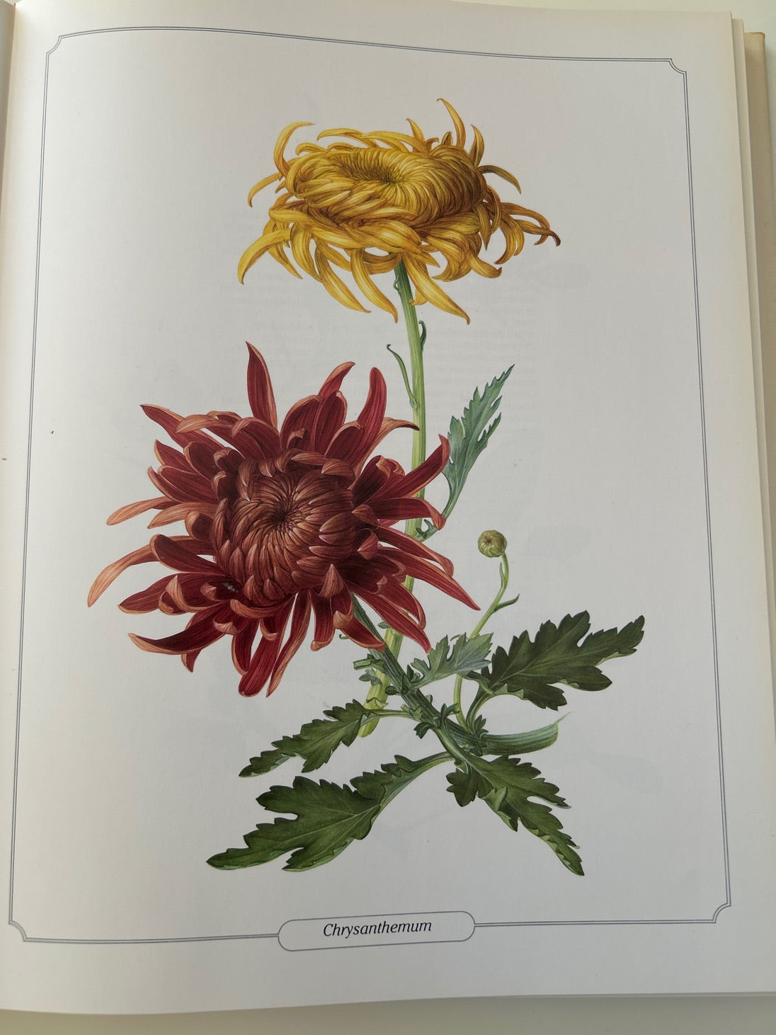 Glorius Flowers af Laura Peroni