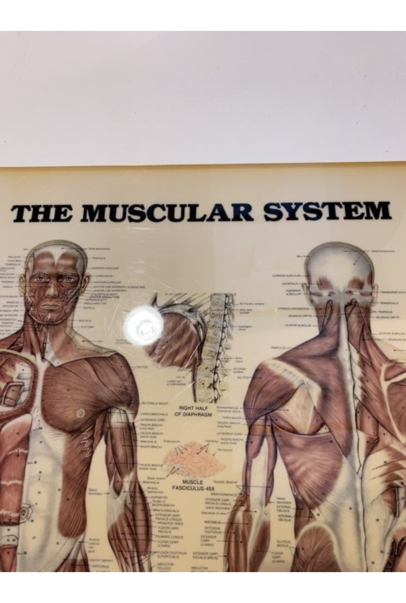 Muskulære system