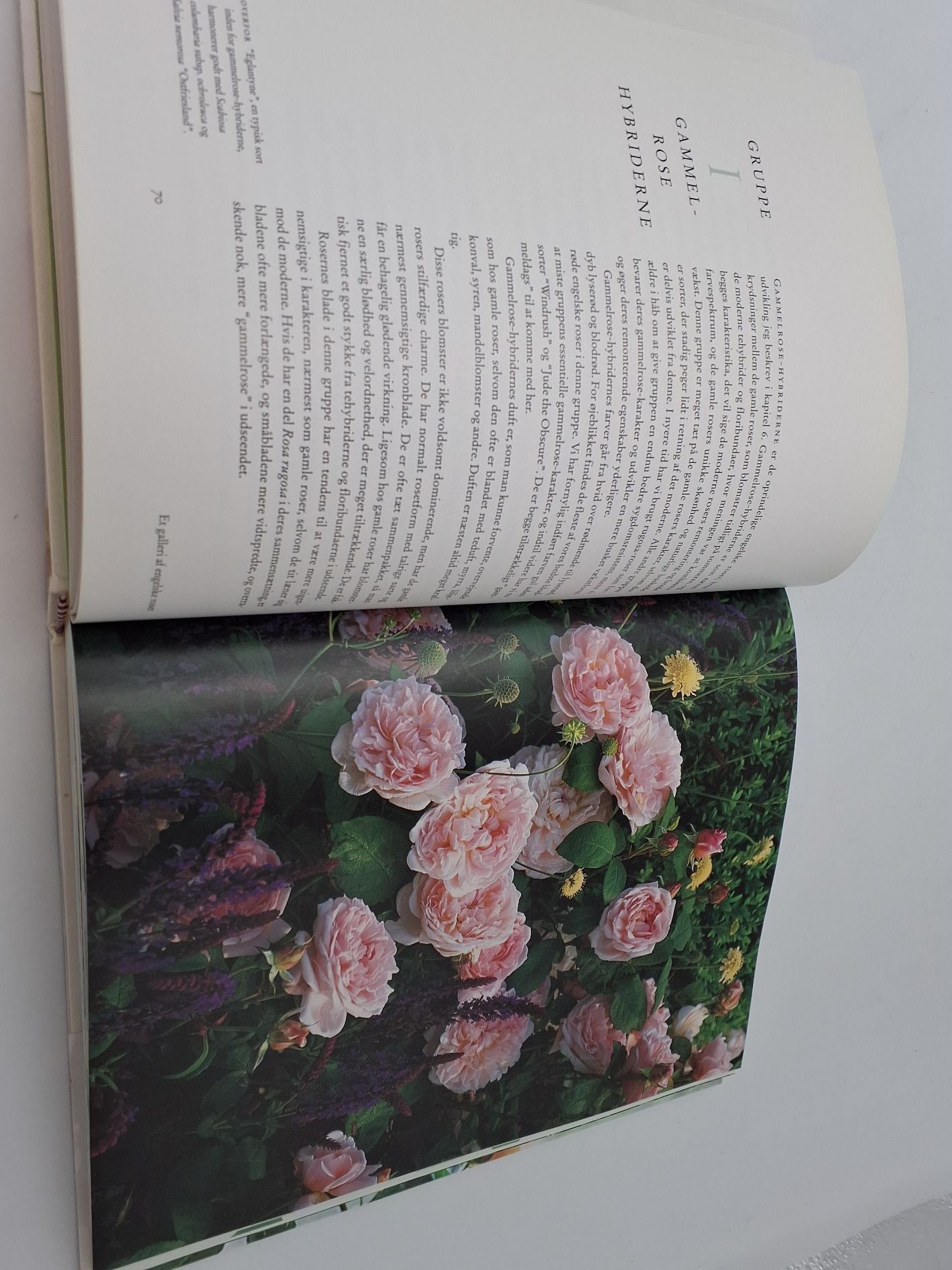 De engelske roser af David Austin