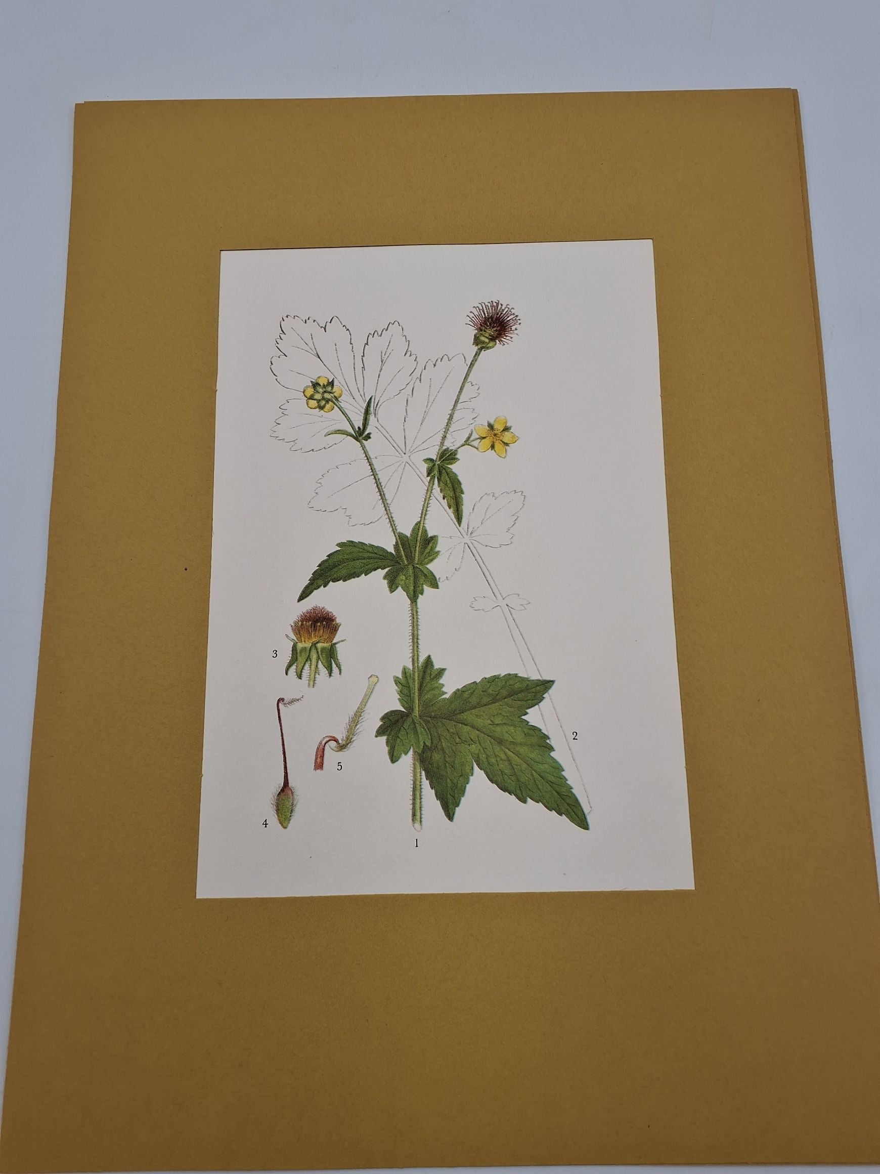 Lindmans flora
