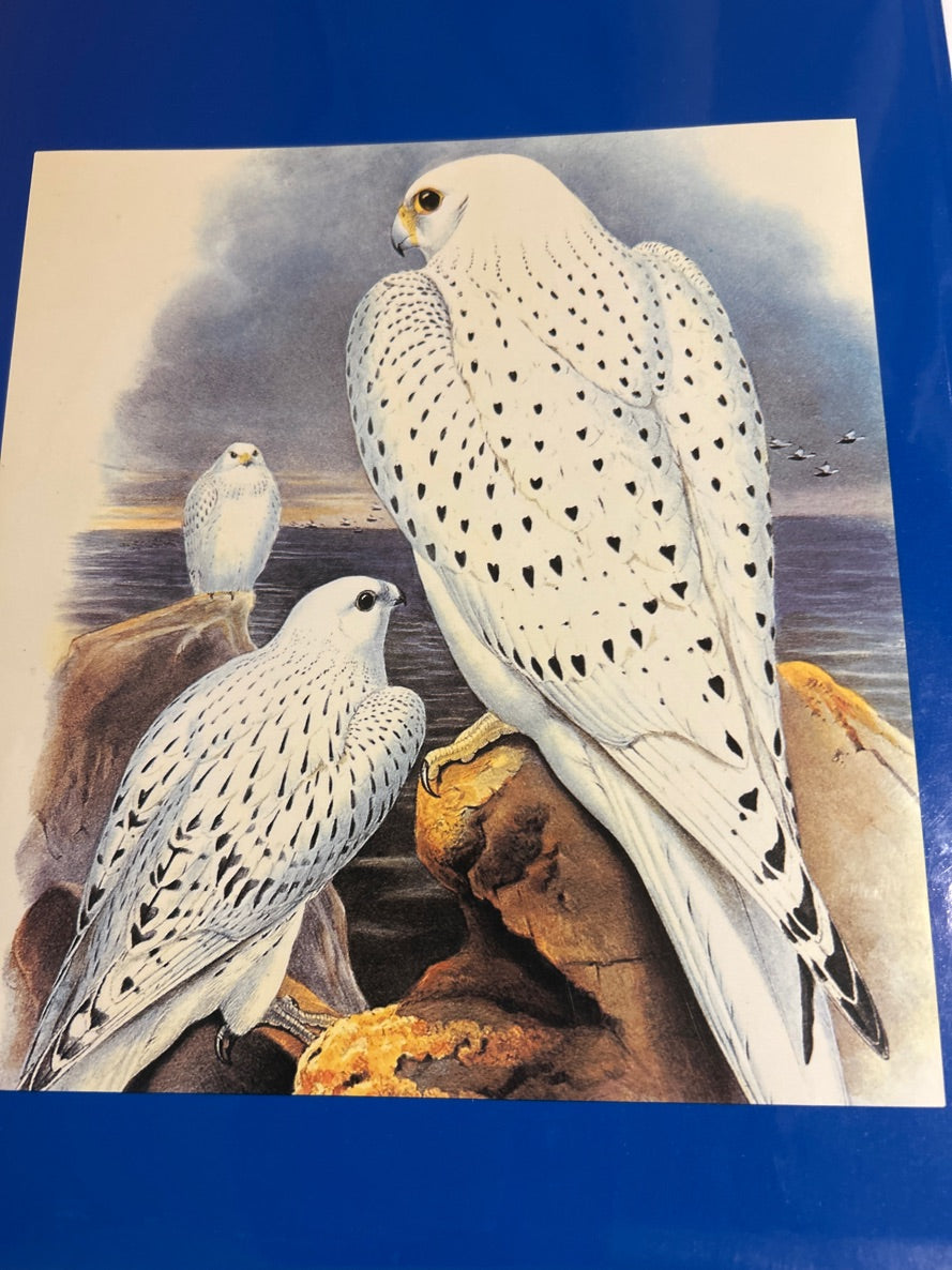 The Book of Birds