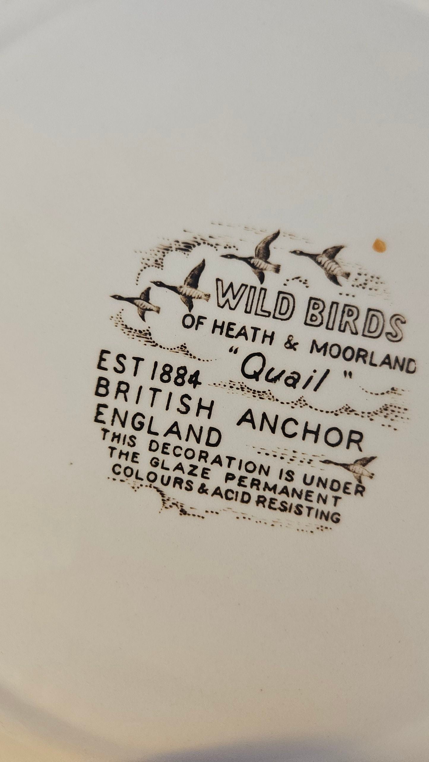 Quail - Fugleplatte
