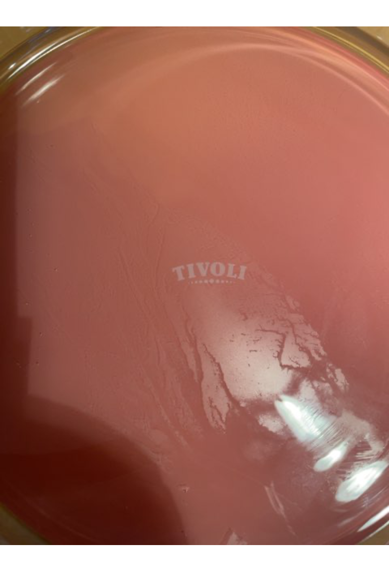 Tivoli Skål