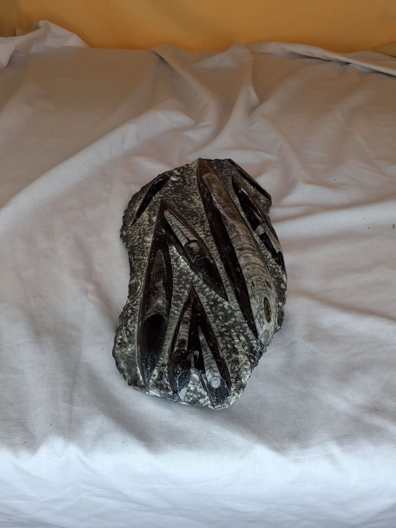 Blæksprutte fossiler