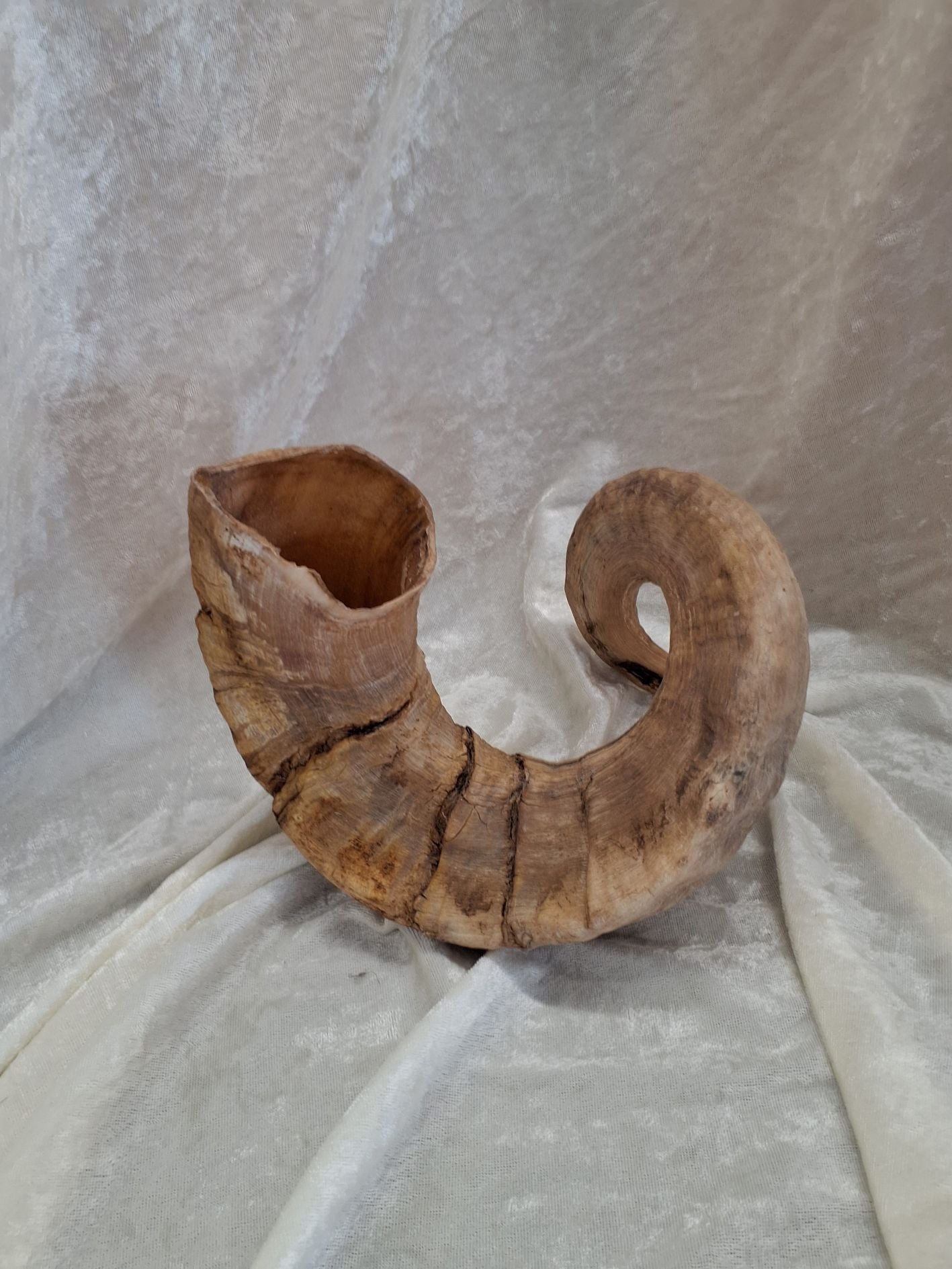 Dyrehorn