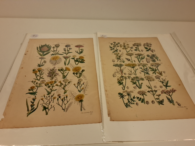 2 sider fra Sowerbys kollektion.  Britiske wild flower