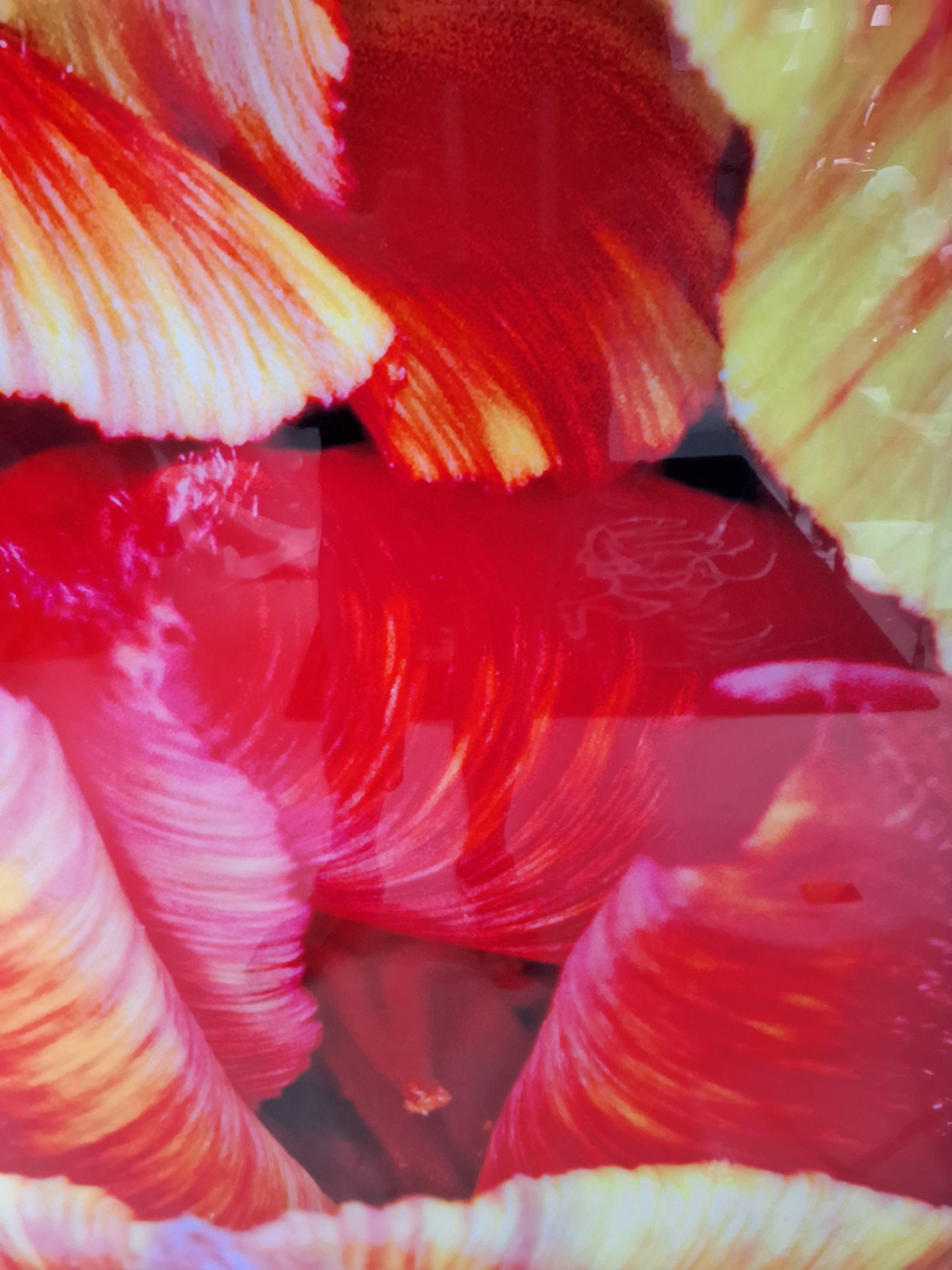 Kunst- tulipan glasbillede