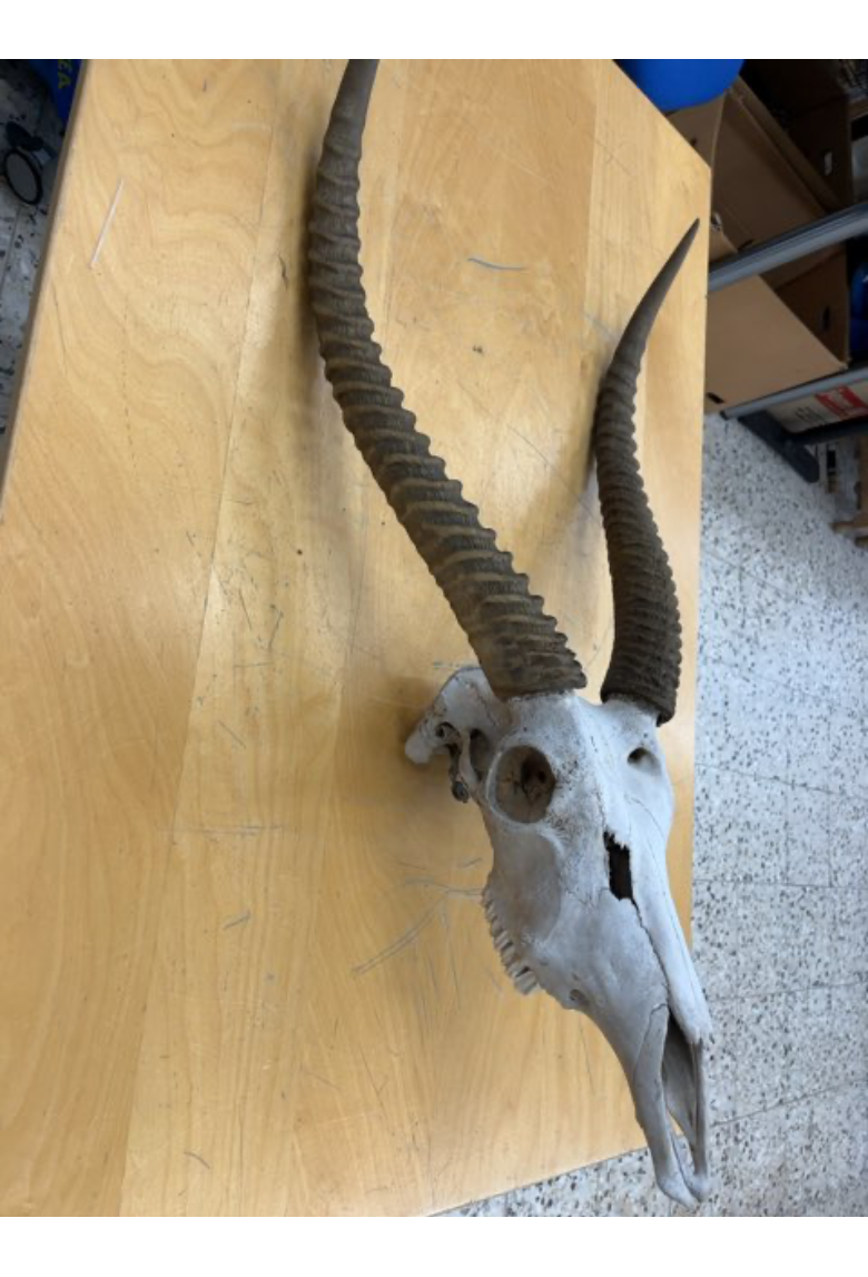 Antilope opsats