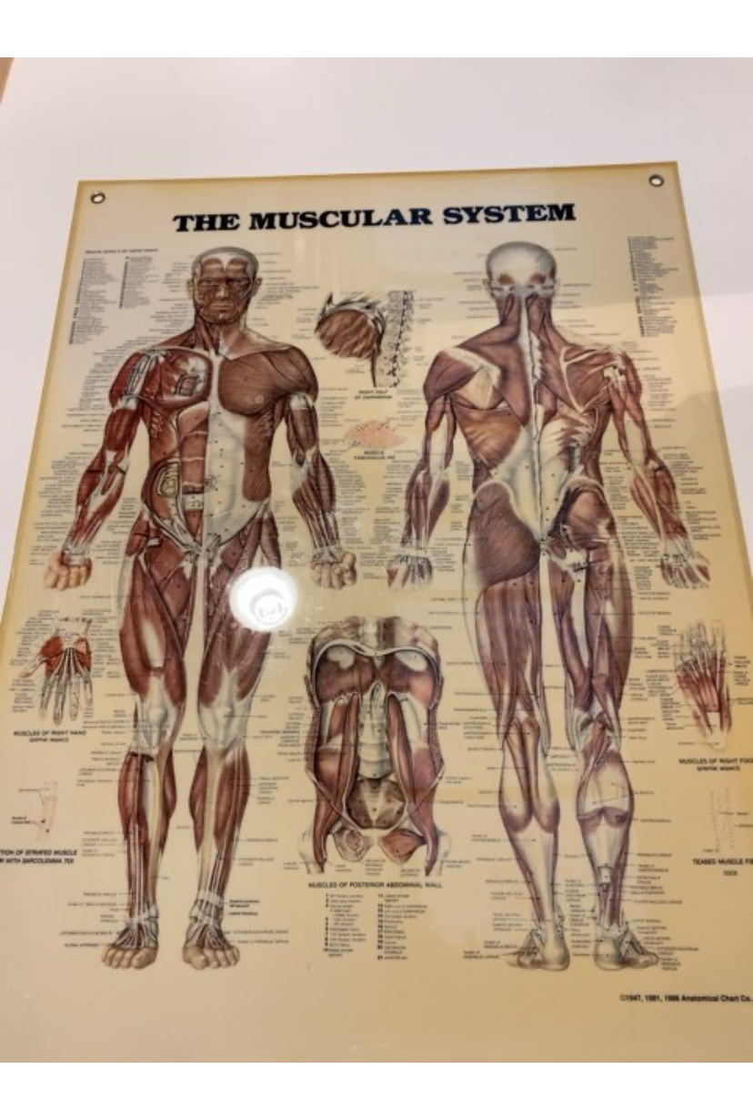 Muskulære system