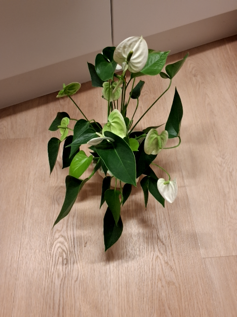 Testvare05