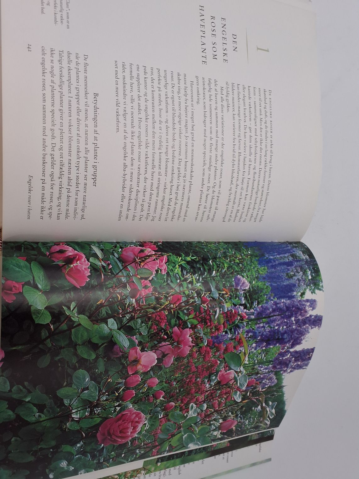 De engelske roser af David Austin