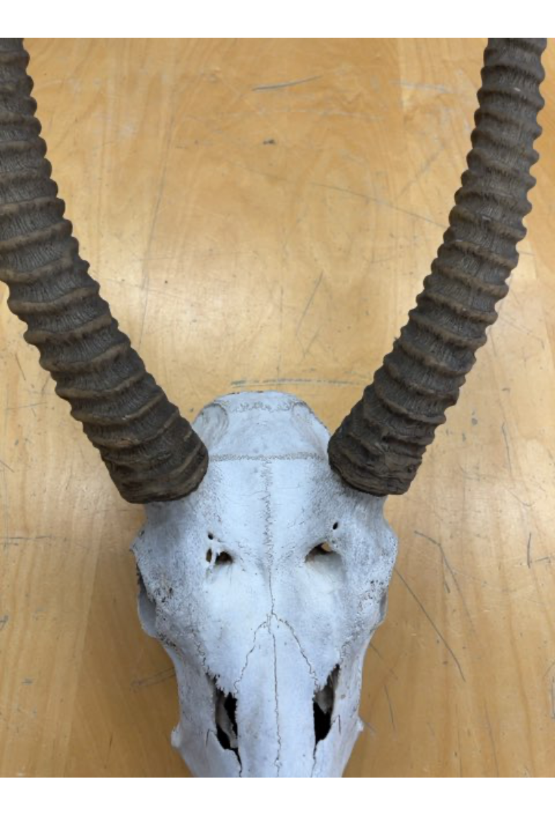 Antilope opsats