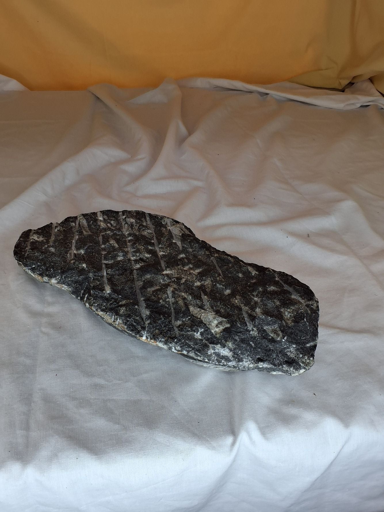 Blæksprutte fossiler