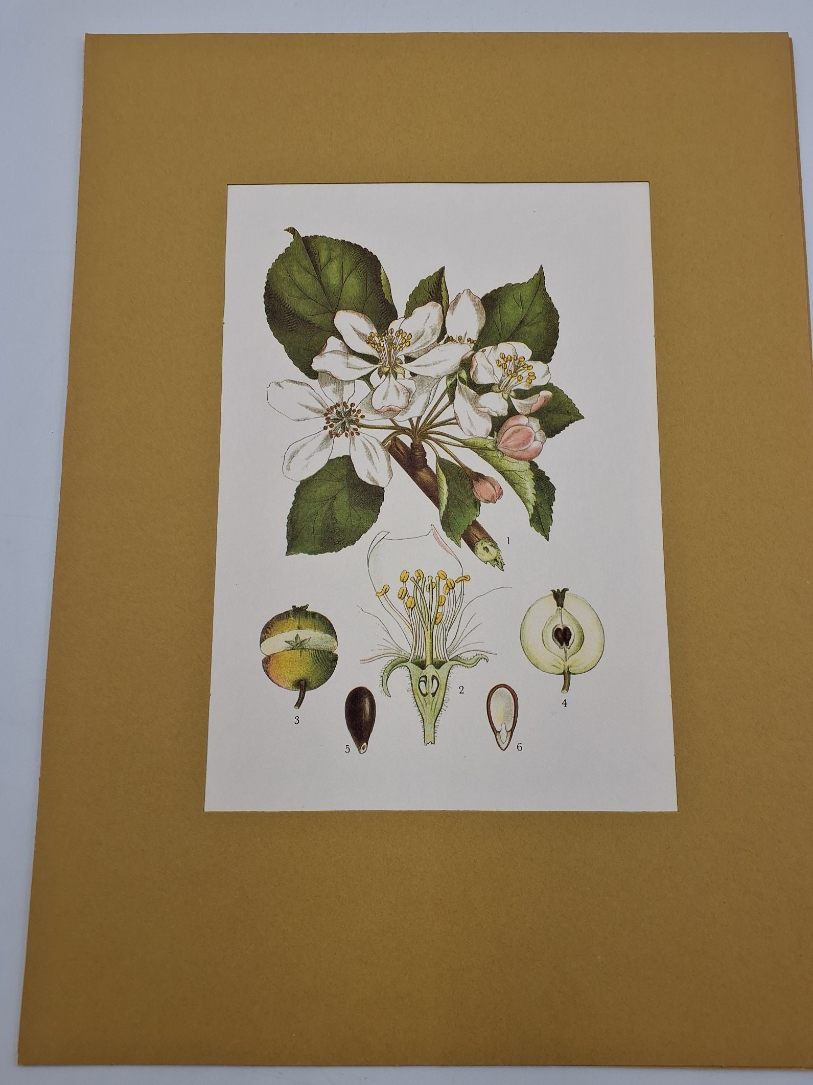 Lindmans flora