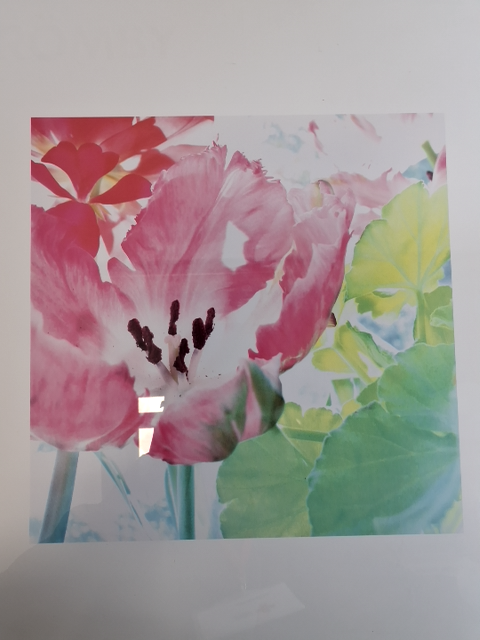 Plakat: pink blomst