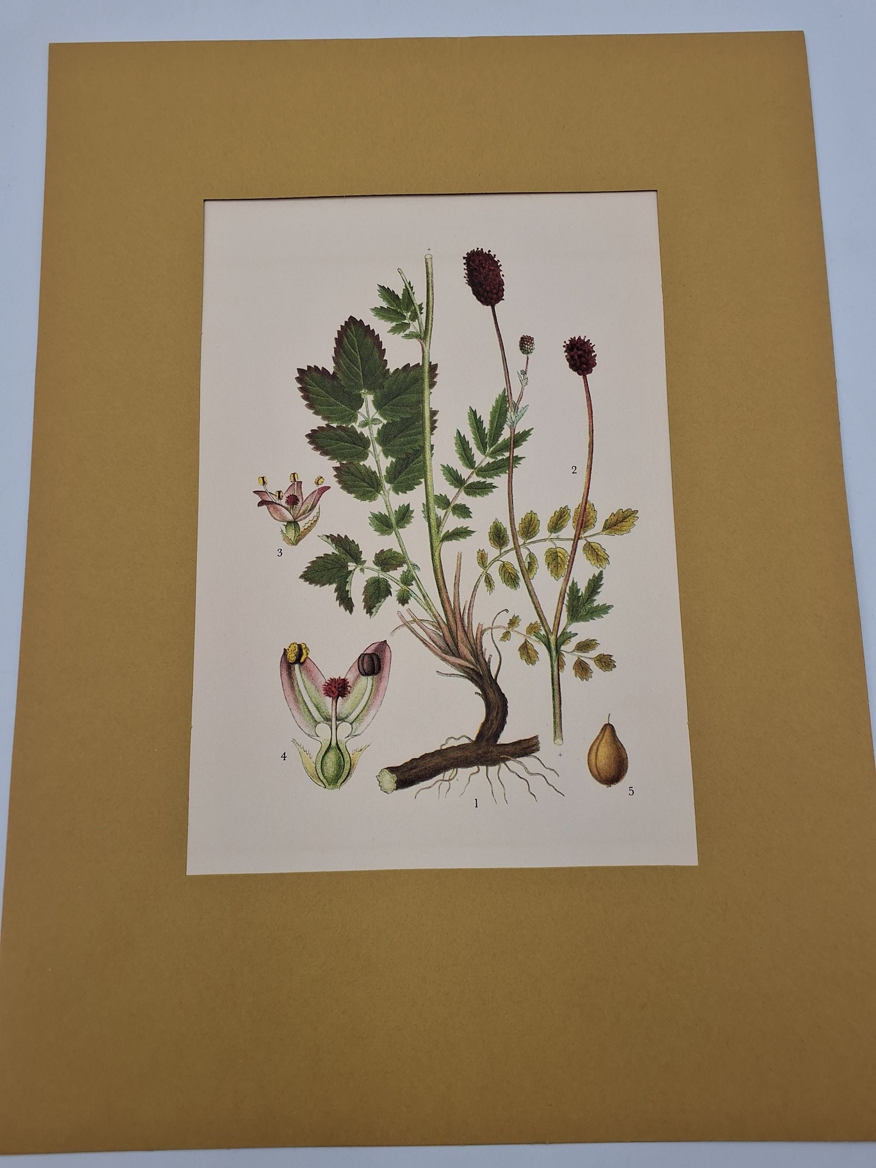 Lindmans flora