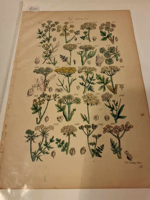 2 sider fra Sowerbys kollektion.  Britiske wild flower