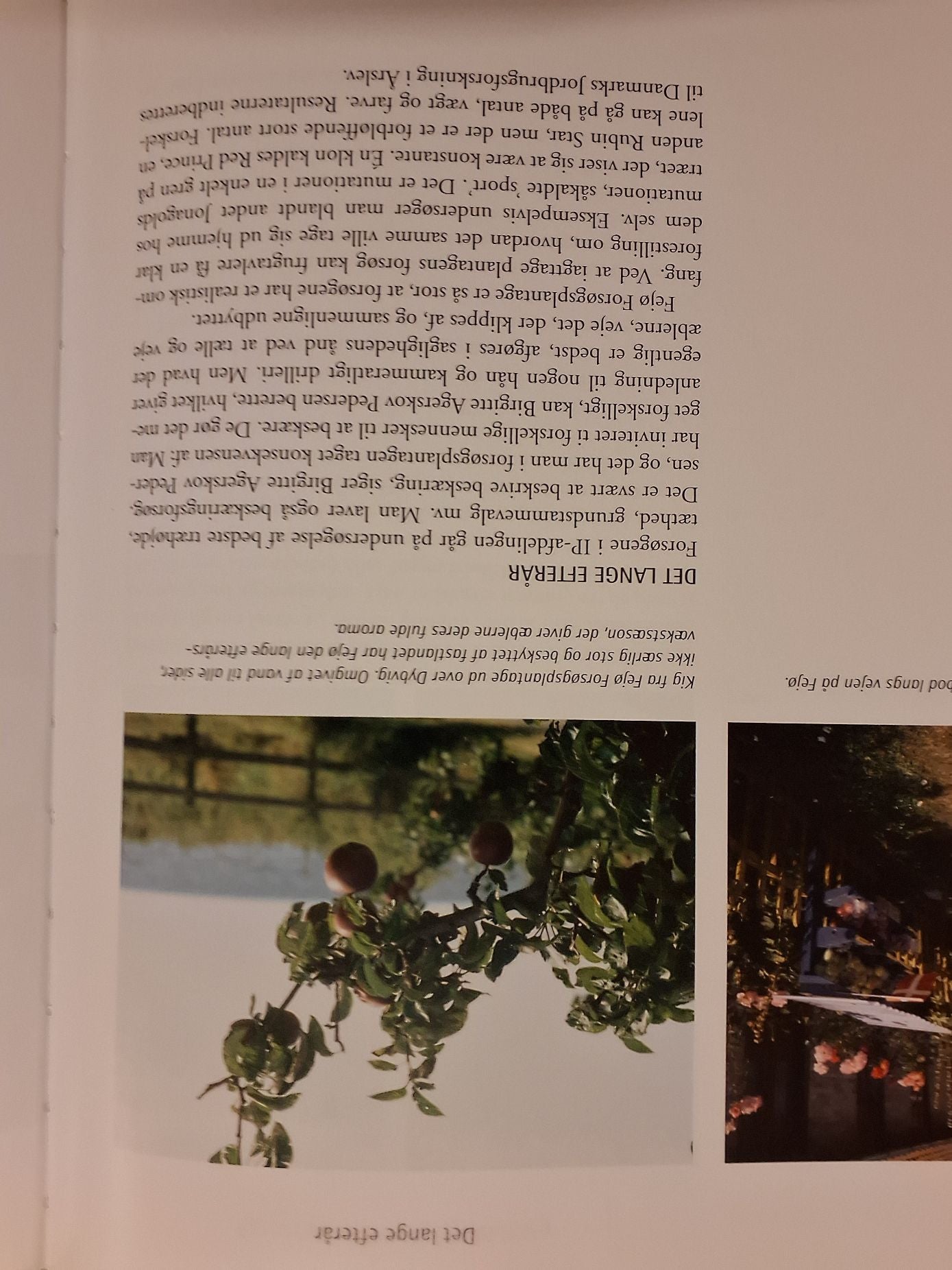 Karen Syberg, Æblets fortælling