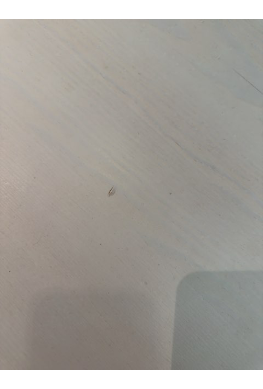 Spisebord i lys træ