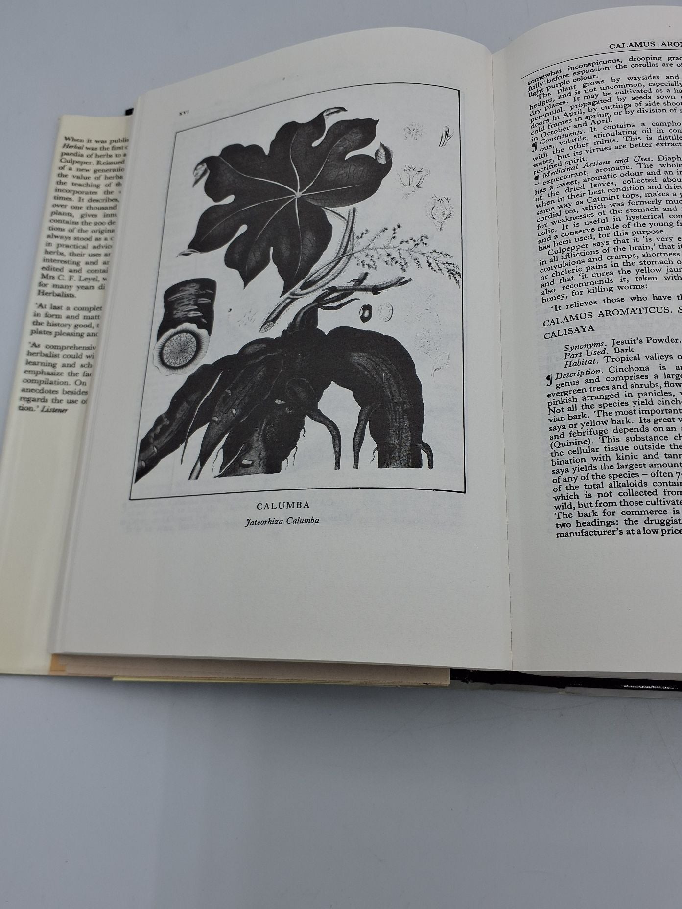 Bog: A modern Herbal