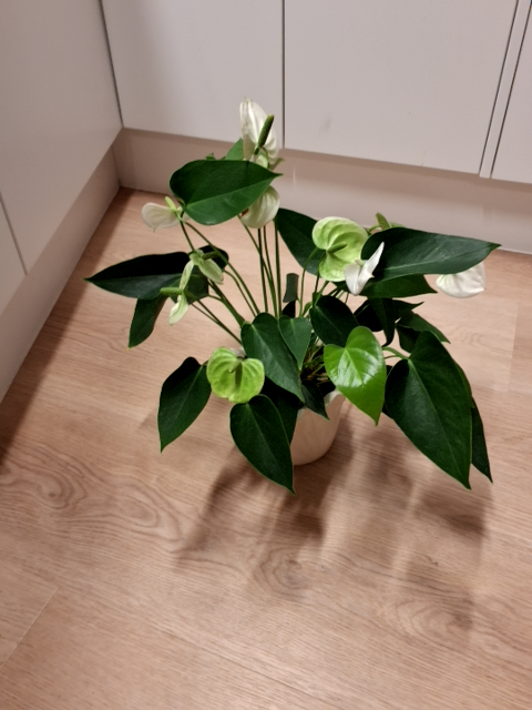 Testvare05